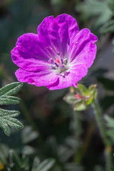 Fototapeta premium Bloemenpracht in de tuin