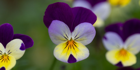 Bloemenpracht in de tuin