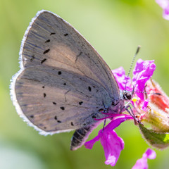 butterfly on flower
