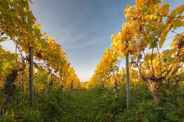Fototapeta na wymiar Colorful vineyard rows with changing yellow leaves in Germany