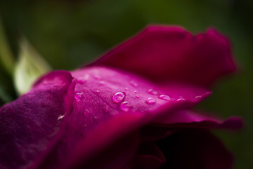 Rose Petal with Dew Drops