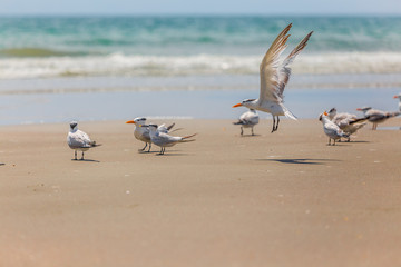 SEA BIRD TAKING OFF FOR FLIGHT