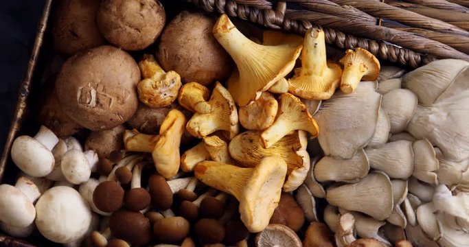 Top view of variety of uncooked wild forest mushrooms in a wicker basket on a black background, Rotation 360. Mushrooms chanterelles, honey agarics, oyster mushrooms, champignons, portobello, shiitake