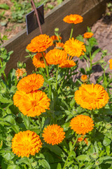 Kasteeltuin van kasteel Dooenenburch