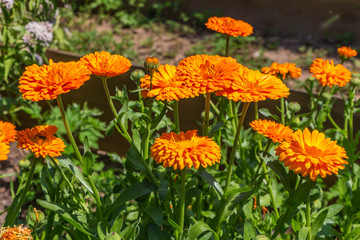 Kasteeltuin van kasteel Dooenenburch