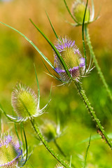 Kasteeltuin van kasteel Dooenenburch