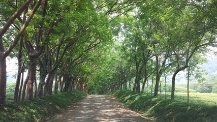 camino en Catemaco