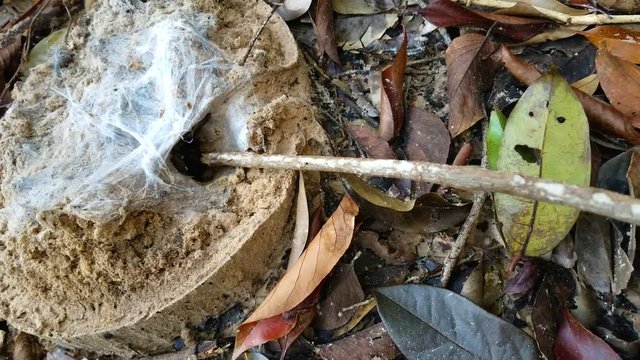 Huge Tarantula spider attack stick jumping from her nest under net.