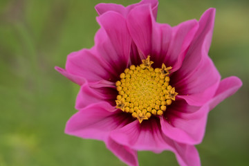 flower macro