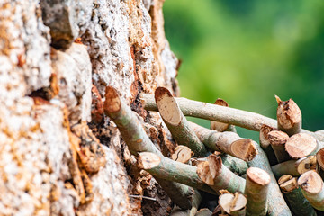 Close up on a pile of chopped wood from tree trunks and branches against an old stone mud wall outdoors