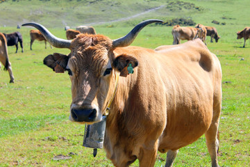 Vaca marrón sobre la hierba verde mirando a cámara