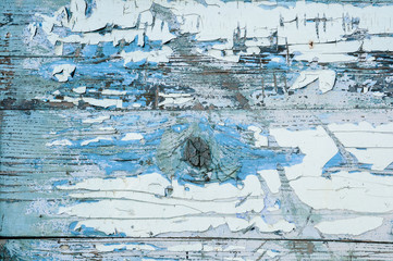Texture of very old scratched wooden planks with cracked and peeling blue and white paint and knot in center