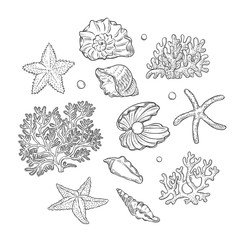Vector set sea shells stars corals and pearls different shapes. Clamshells starfishes polyps monochrome black outline sketch illustration on white background for design marine tourist cards logos.