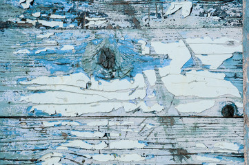 Texture of very old scratched wooden planks with cracked and peeling blue and white paint and knots