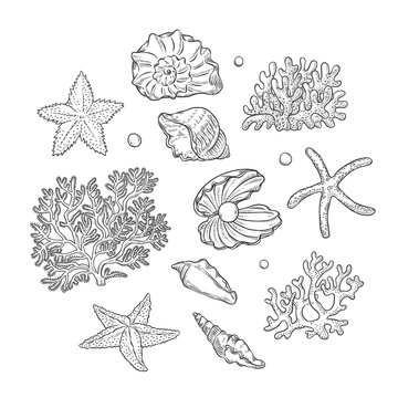 Vector set sea shells stars corals and pearls different shapes. Clamshells starfishes polyps monochrome black outline sketch illustration on white background for design marine tourist cards logos.