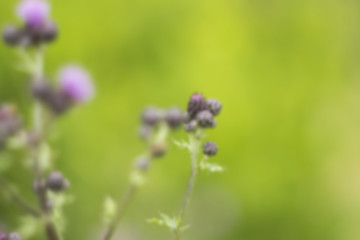 Blurred meadow summer violet flower.
