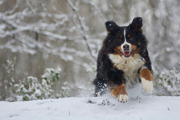 cane bernese mountain che corre sulla neve