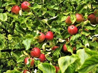 Apples ripening on an apple tree in an orchard