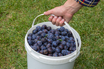 bucket of Plums in hand,Plum harvest. Farmers hands with freshly harvested plums