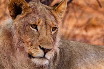 Portrait of a young male lion just after eating from a prey in the early morning in Erindi Game Reserve in Namibia