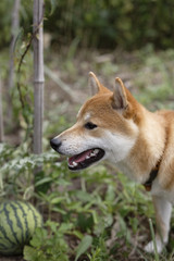 スイカと柴犬