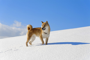 雪原の中の柴犬