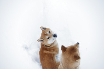 雪の中を散歩する柴犬