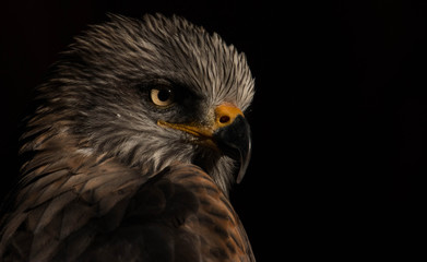 black kite 