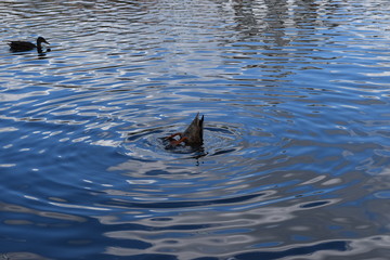 Ducks