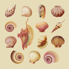 Seashells vector vintage illustration
