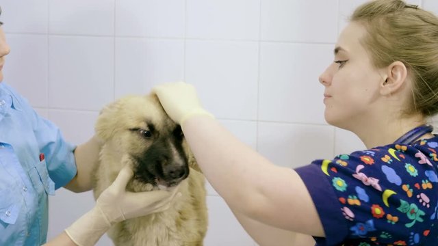 Pets. The veterinarian is examining the dog in an animal hospital. 4K