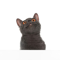 Adorable grey British Shorthair cat with poster on white background - obrazy, fototapety, plakaty
