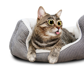 Cute cat resting on pet bed at home