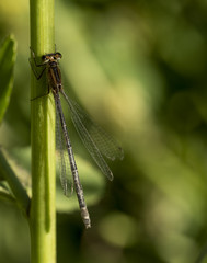 DAMSELFLY
