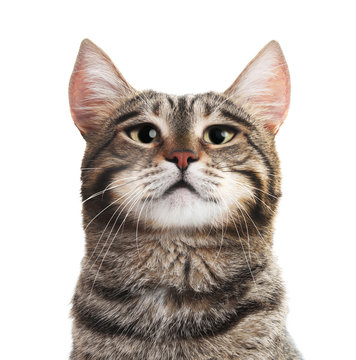 Portrait of cute serious cat on white background