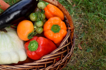 Set of vegetables in a wicker basket. Freshly picked harvest in the green grass
