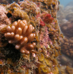 soft coral found at coral reef area at Tioman island, Malaysia