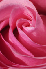Close up of the middle of pink rose petals