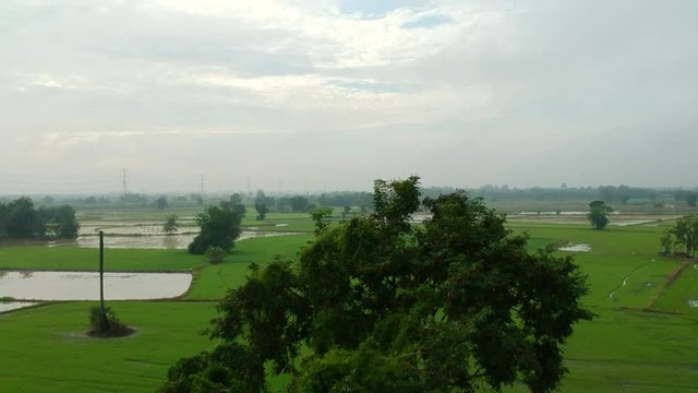 Rice field 05 - Behide Tree