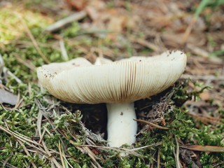 Polonne / Ukraine - 21 August 2018: mushroom in the forest