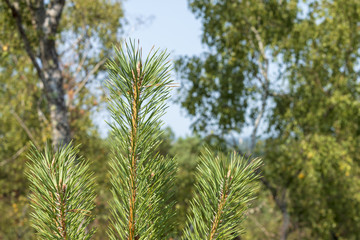 pine branch in the forest