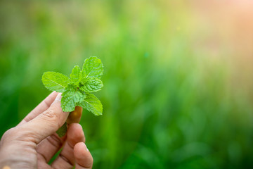 peppermint leaves in a hand.
