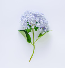 Obraz premium Blue hydrangea on white background. Space to write.