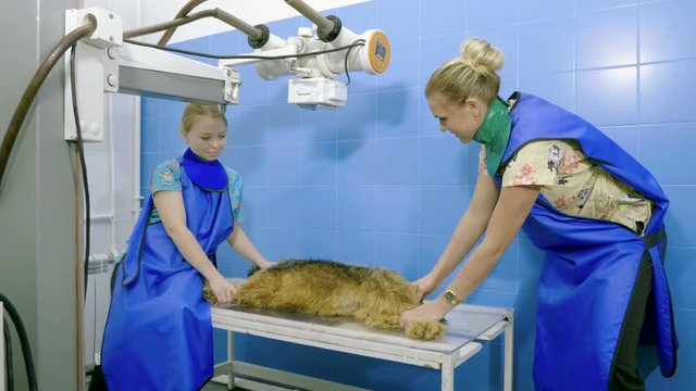 Two vets making a medical examination of dog using x-ray machine in animal hospital. 4K