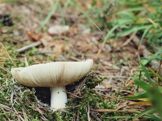 Polonne / Ukraine - 21 August 2018: mushroom in the forest