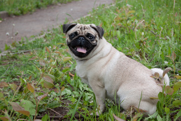 Obraz premium Chinese pug puppy cream-colored is sitting on a spring meadow. Dutch mastiff or mops.