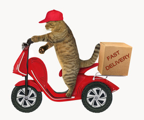 The cat in a cap delivers a box by the red scooter. White background.