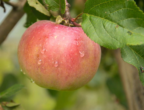 Close-up of the fresh apple on a tree. A branch of an apple tree with apple and leaves in the garden.