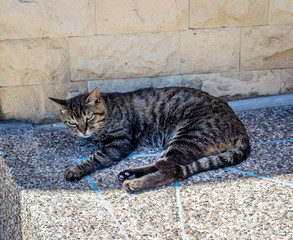 Cat resting