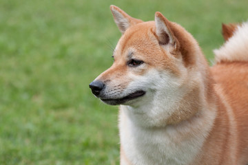 Cute red shiba inu is standing on a green meadow. Pet animals.